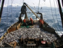 В Северном рыбохозяйственном бассейне добыто 300 тыс. тонн, что на 24% меньше уровня прошлого года