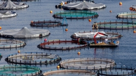 РСПП предложил комплекс мер по поддержке рыбной отрасли